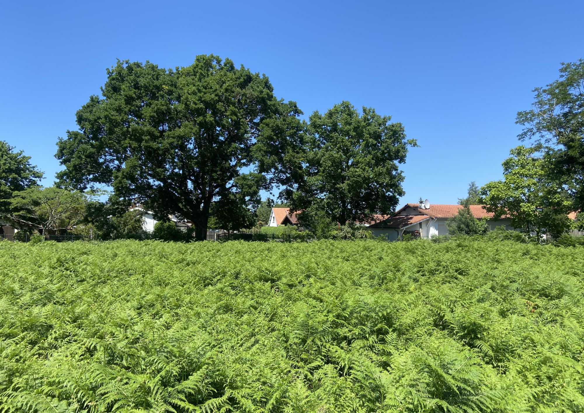 Terrains à vendre à Gastes, au bord du lac de Biscarosse Parentis